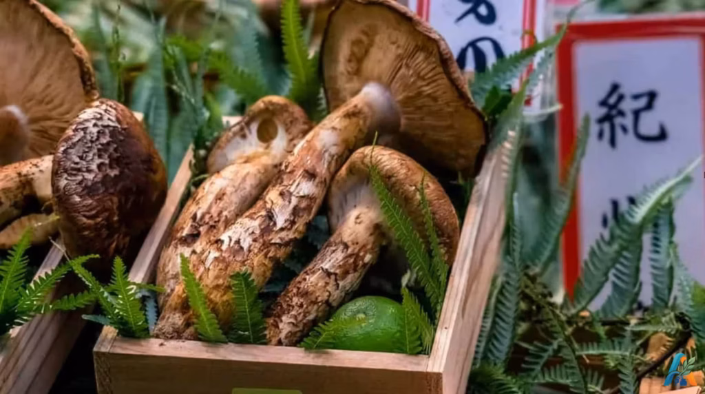 Matsutake Mushrooms