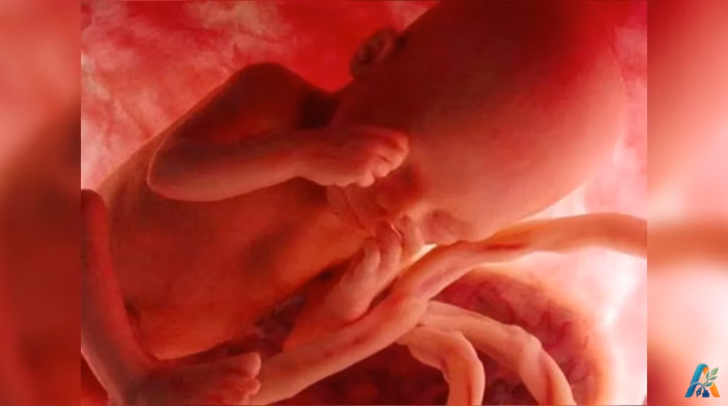 Gambaran janin di dalam rahim pada trimester ketiga, memperlihatkan posisi tubuh dan tali pusat yang jelas sebagai bagian dari perkembangan bayi.