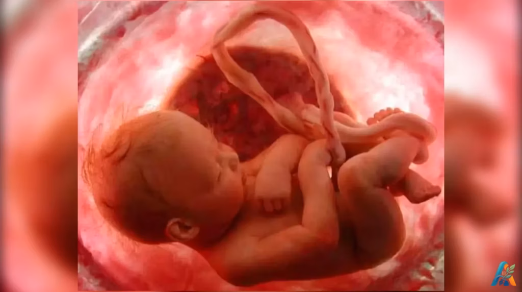 Visualisasi janin di dalam rahim pada usia kehamilan 40 minggu, menunjukkan posisi bayi siap lahir dengan kepala berada di bawah.