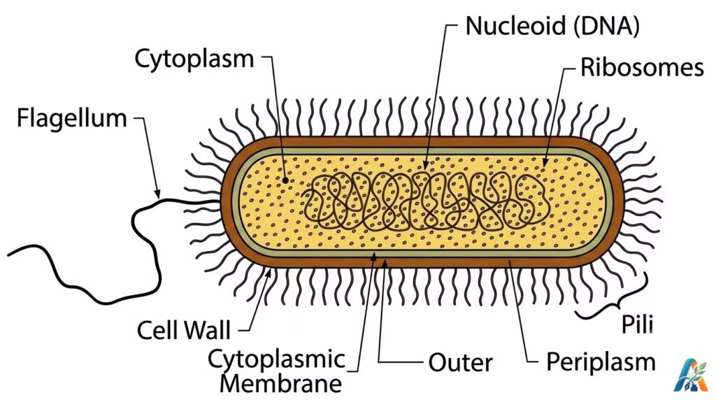 Electric geobacter microbes